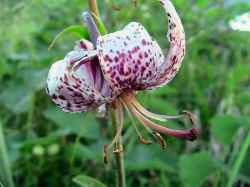 Lilium martagon – Bakung Martagon