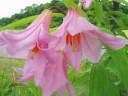Lilium rubellum
