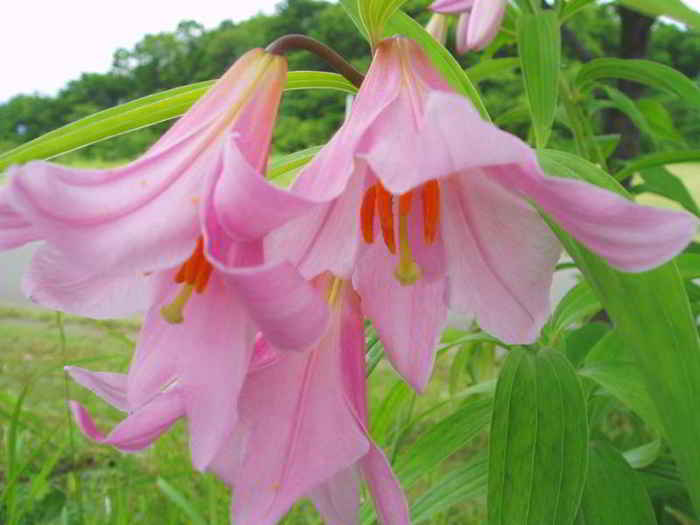Lilium rubellum
