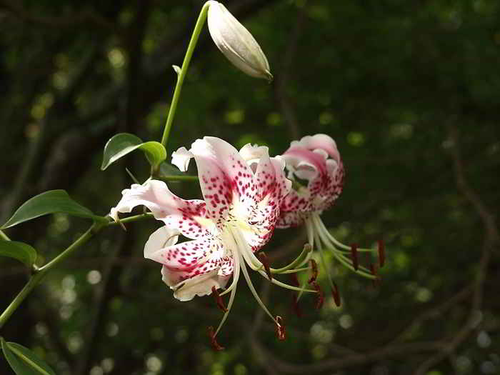 Lilium speciosum – Bakung Jepang