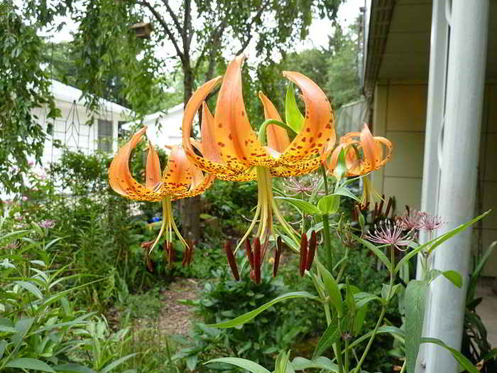 Lilium superbum