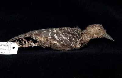 Caladi Batu Meiglyptes tristis