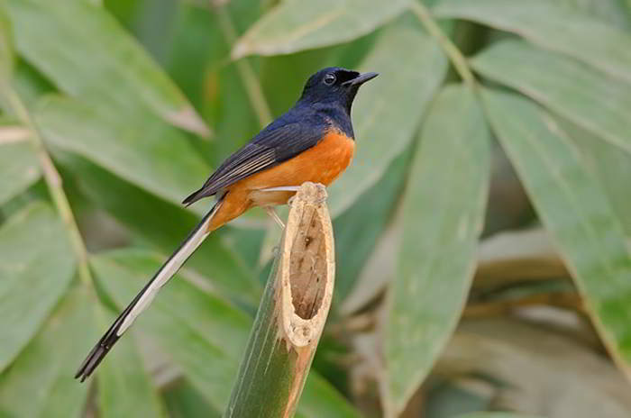 Murai Batu (Copsychus malabaricus)