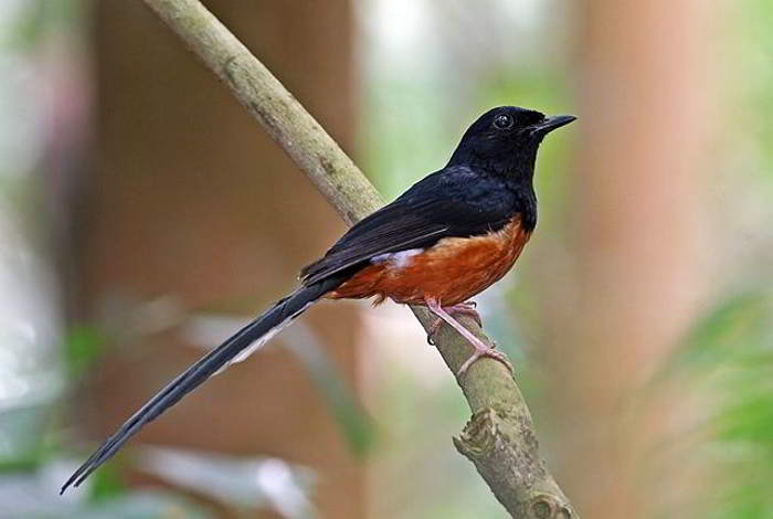 Murai Batu (Copsychus malabaricus)