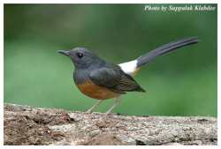 Murai Batu (Copsychus malabaricus)