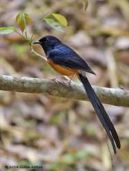 Murai Batu (Copsychus malabaricus)