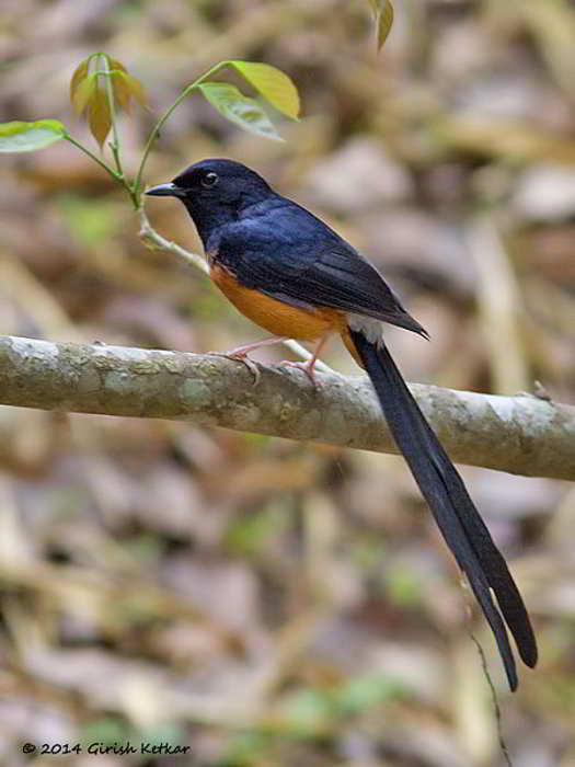 Murai Batu (Copsychus malabaricus)