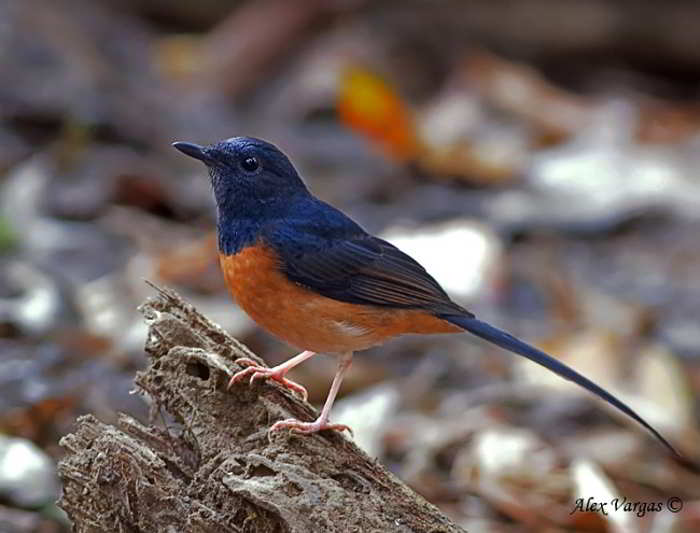 Murai Batu (Copsychus malabaricus)