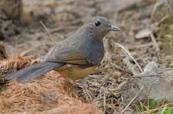 Murai Batu (Copsychus malabaricus)