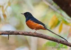 Murai Batu (Copsychus malabaricus)