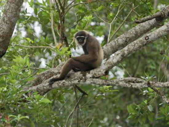 Owa Ungko (Hylobates agilis)