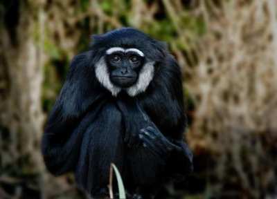 Owa Ungko (Hylobates agilis)