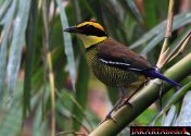 Paok Pancawarna (Pitta guajana)