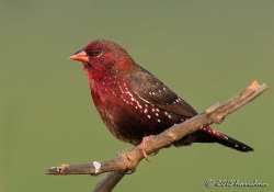 Pipit Benggala (Amandava amandava amandava)