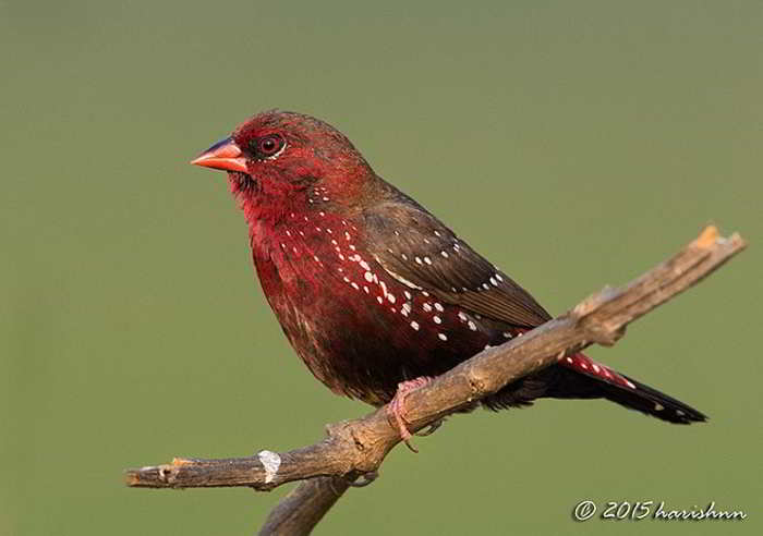 Pipit Benggala (Amandava amandava amandava)