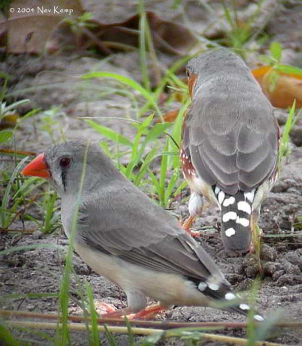 Pipit Zebra (Taeniopygia guttata)