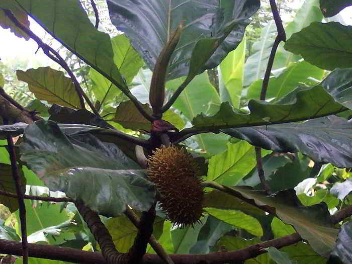 Benda (Artocarpus elasticus)