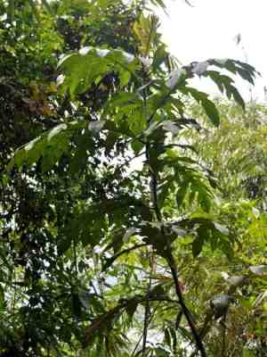 Benda (Artocarpus elasticus)