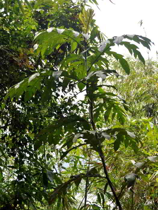 Benda (Artocarpus elasticus)