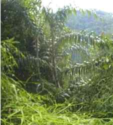 Rotan Bubuai (Plectocomia elongata)