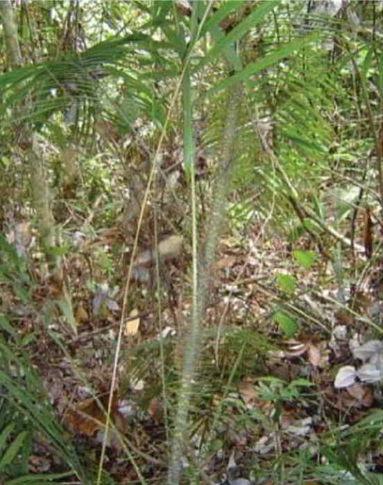 Rotan Sanjat (Calamus paspalanthus Beccari)