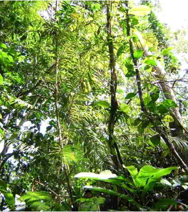 Rotan Seuti (Calamus ornatus Blume)