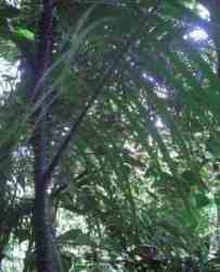 Rotan Sigisi (Calamus orthostachyus