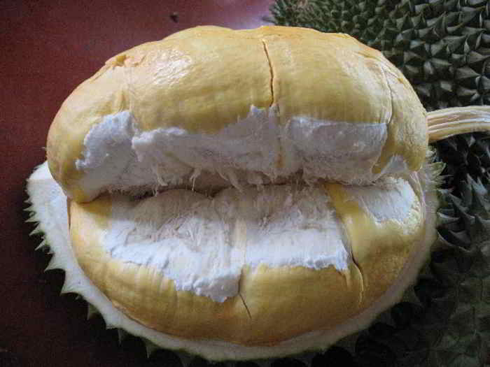 Durian Montong