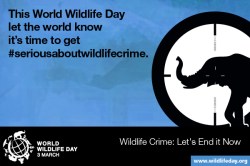 Media Gambar World Wildlife Day 5