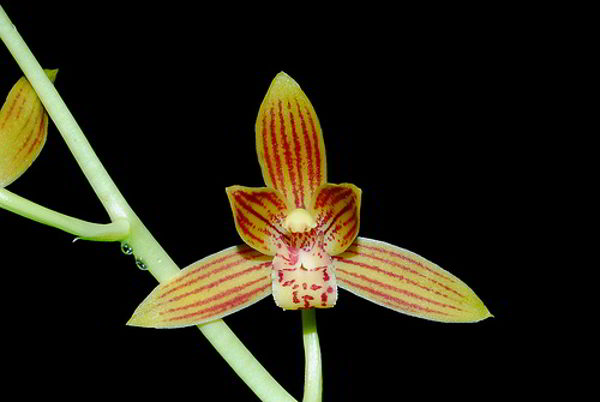 Anggrek Hartinah (Cymbidium hartinahianum)