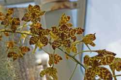 Rhumphius’ Grammatophyllum (Grammatophyllum rumphianum)