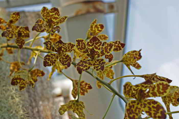 Rhumphius’ Grammatophyllum (Grammatophyllum rumphianum)