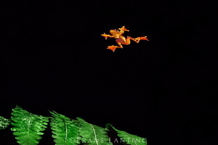 Katak Pohon Terbang (Rhacophorus pardalis)