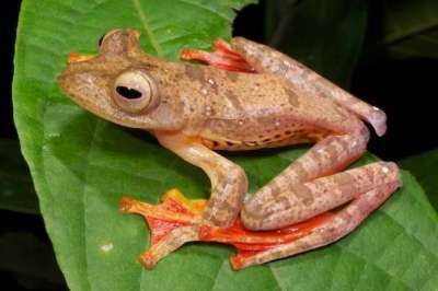 Katak Pohon Terbang (Rhacophorus pardalis)