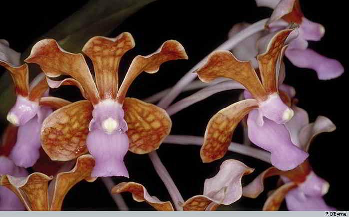 Callus Vanda (Vanda limbata)