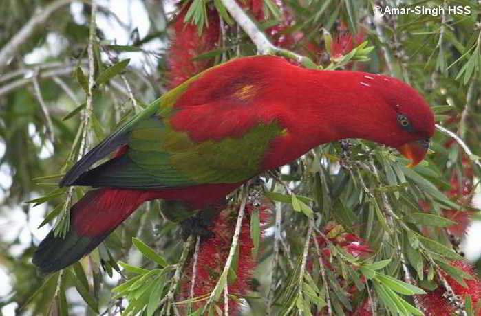 Kasturi Ternate (Lorius garrulus)