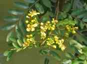 Pohon Johar (Senna siamea)