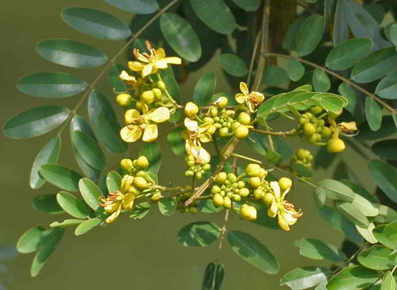 Pohon Johar (Senna siamea)