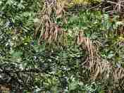 Buah Pohon Johar (Senna siamea)