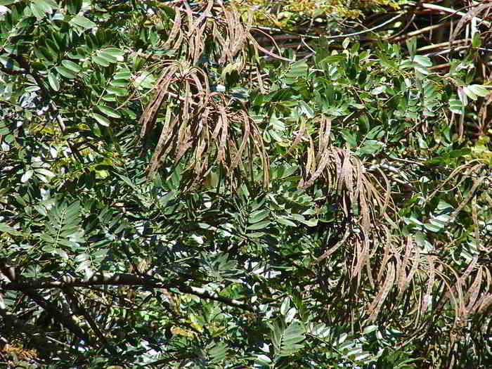 Buah Pohon Johar (Senna siamea)