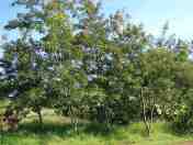 Pohon Johar (Senna siamea)