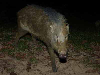Babi hutan di Indonesia