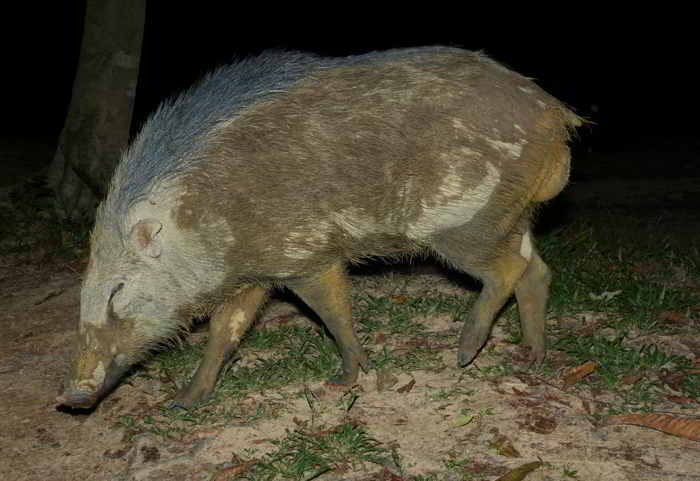 Babi Hutan (Sus scrofa vittatus) 2