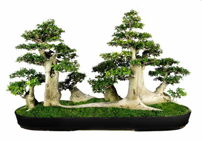 Bonsai Pohon Serut