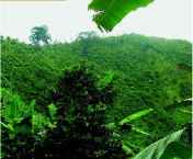 Cagar Alam Gunung Butak