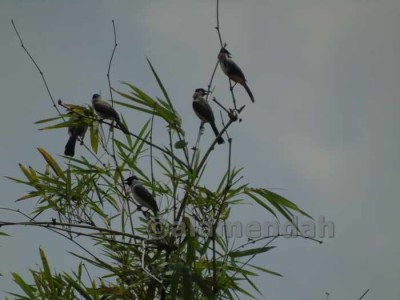 Cucak Kutilang Pycnonotus aurigaster