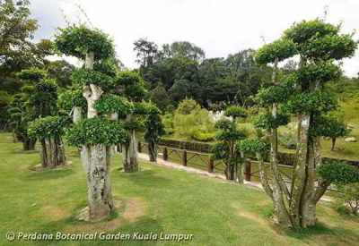 Pohon Serut di Taman