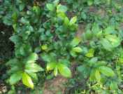 Serut (Streblus asper)