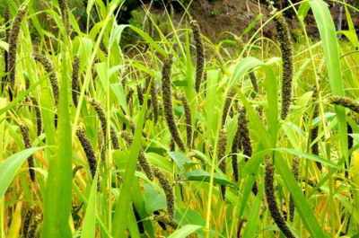 Jawawut atau Jewawut (Setaria italica (L.) P.Beauv.) 