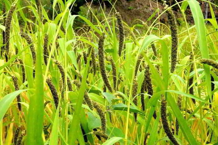 Jawawut atau Jewawut (Setaria italica (L.) P.Beauv.)